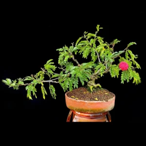 Bonsái Floral - Calliandra Emarginata