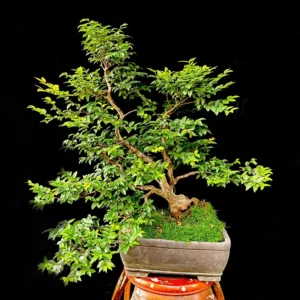 Bonsái Frutal - Guayabo Jaboticaba Familia