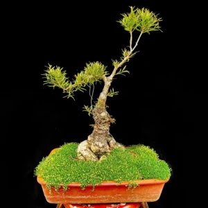 Bonsái - Ficus Nerifolia en formación