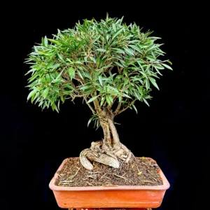 Bonsái - Ficus Nerifolia