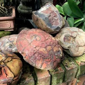 Piedras Fósilizadas