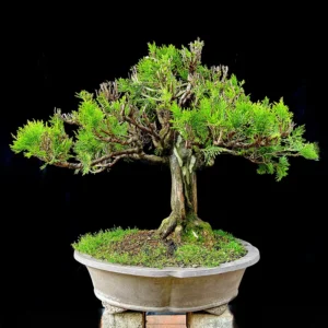 Bonsái - Pino Thuja