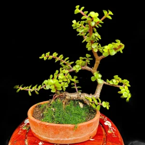 Bonsái - Portulacaria Afra