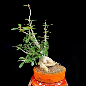 Bonsái Floral - Rosa de desierto