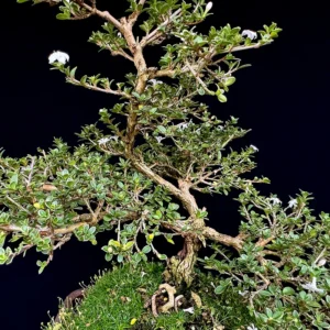 Bonsái Floral - Serissa
