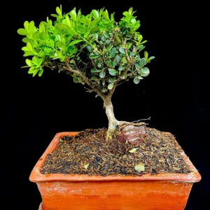 Bonsái - Buxus Inclinado sobre roca