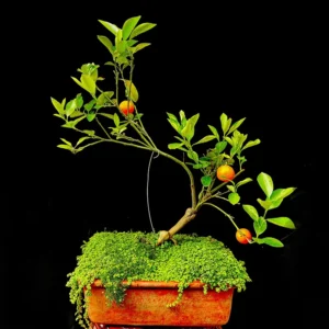 Bonsái Frutal - Calamondín