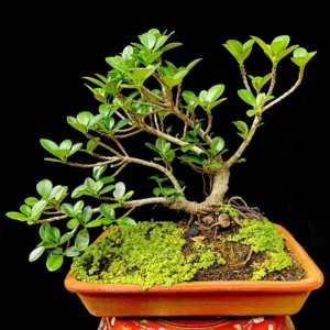 Bonsái - Ficus Exótica Barrido por el viento